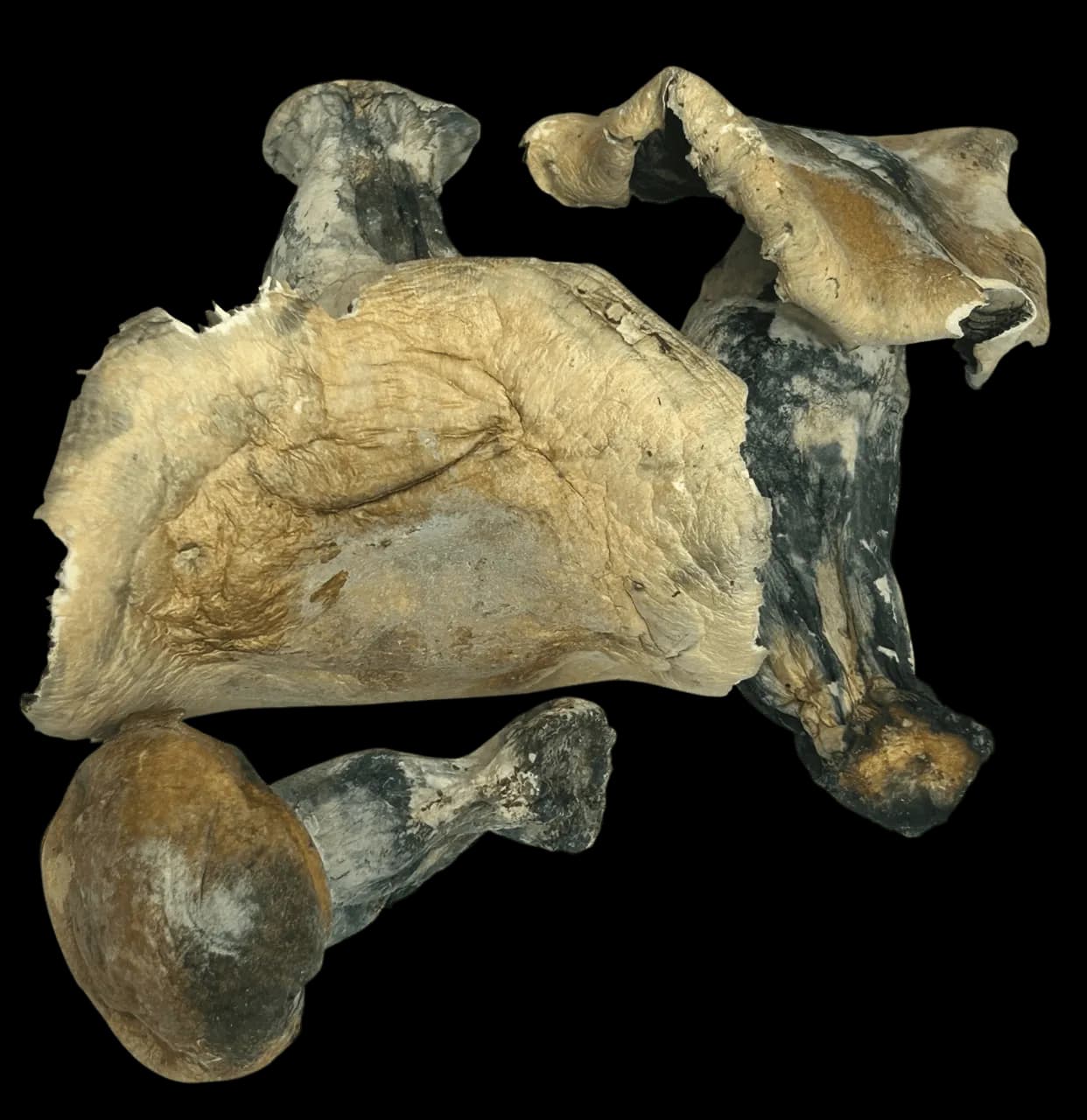 OG Melmac Magic Mushrooms $5/G - Mohawk Medibles