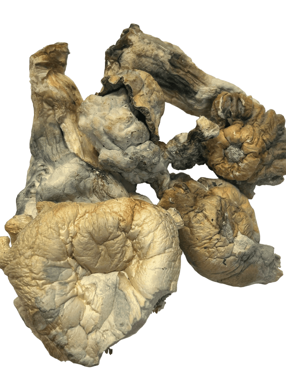 Shatki Blue Mutant Magic Mushrooms $5/G - Mohawk Medibles